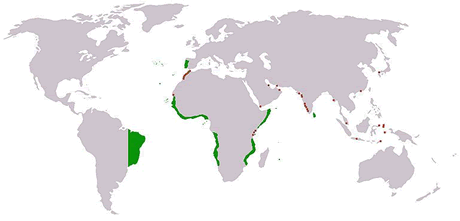 Imperio colonial portugués en el siglo XVI