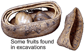 Some fruits found in excavation