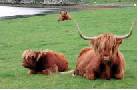 Vacas de las Highlands. Ampliar imagen