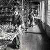 Japón. Fábrica de seda durante la Era Meiji (1868-1912). Ampliar imagen